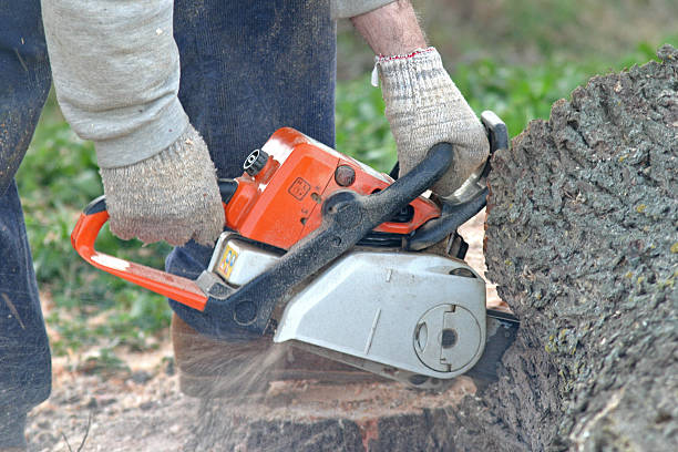 Tree and Shrub Care in Robins Af, GA